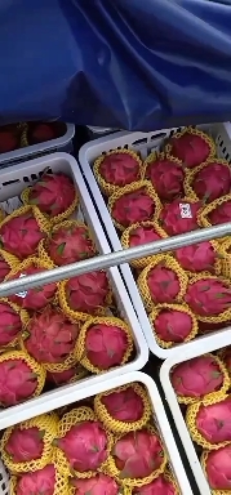 湛江热带水果精品红心火龙果