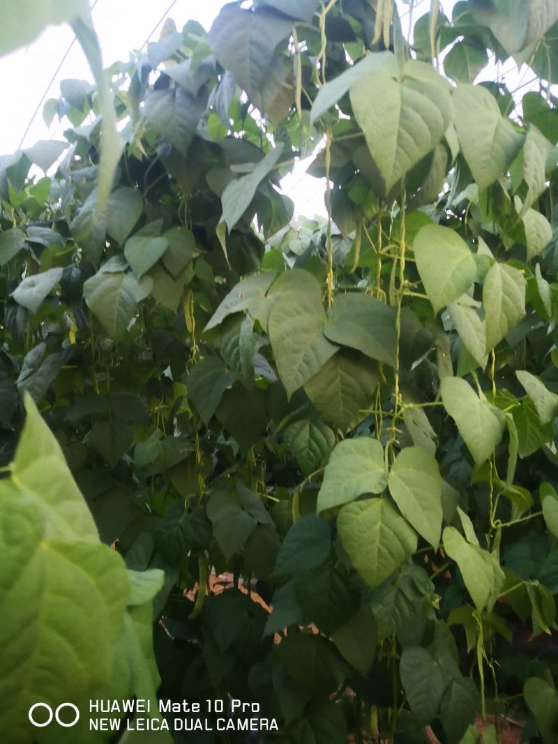 山东精品芸豆，货源充足稳定，量大从优，常年供货