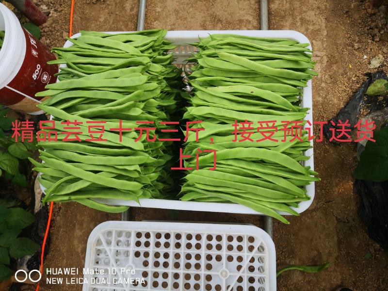 山东精品芸豆，货源充足稳定，量大从优，常年供货
