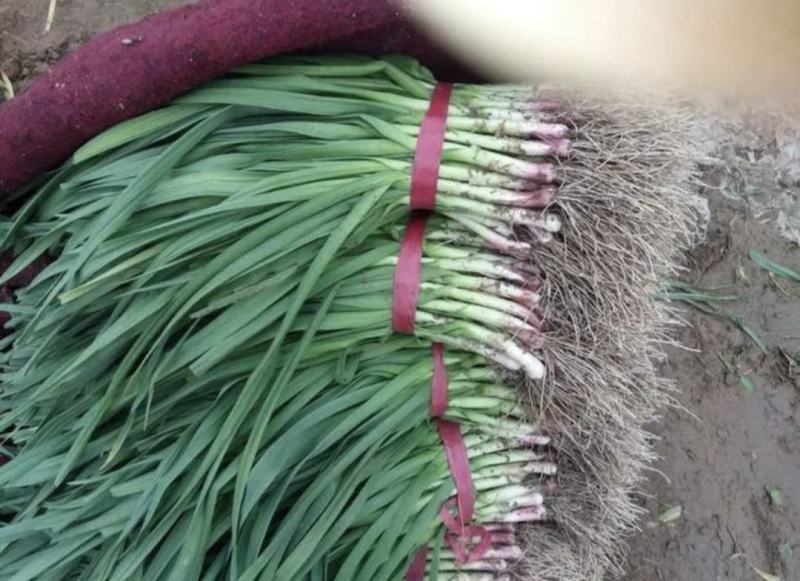 大丰区蒜苗精品红根蒜苗产地直供货源充足对接全国