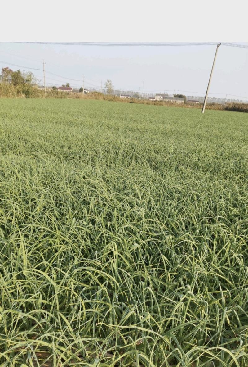 大丰区蒜苗精品红根蒜苗产地直供货源充足对接全国