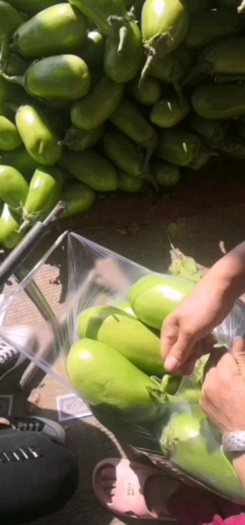 青皮茄子万亩基地正在大量上市中，质量保证，欢迎前来选购。
