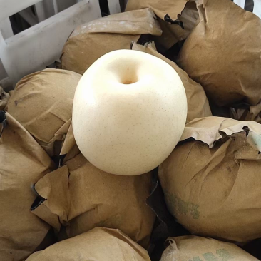 皇冠秋月元黄晚秋梨金磊果品站大量供货纸袋250~350g