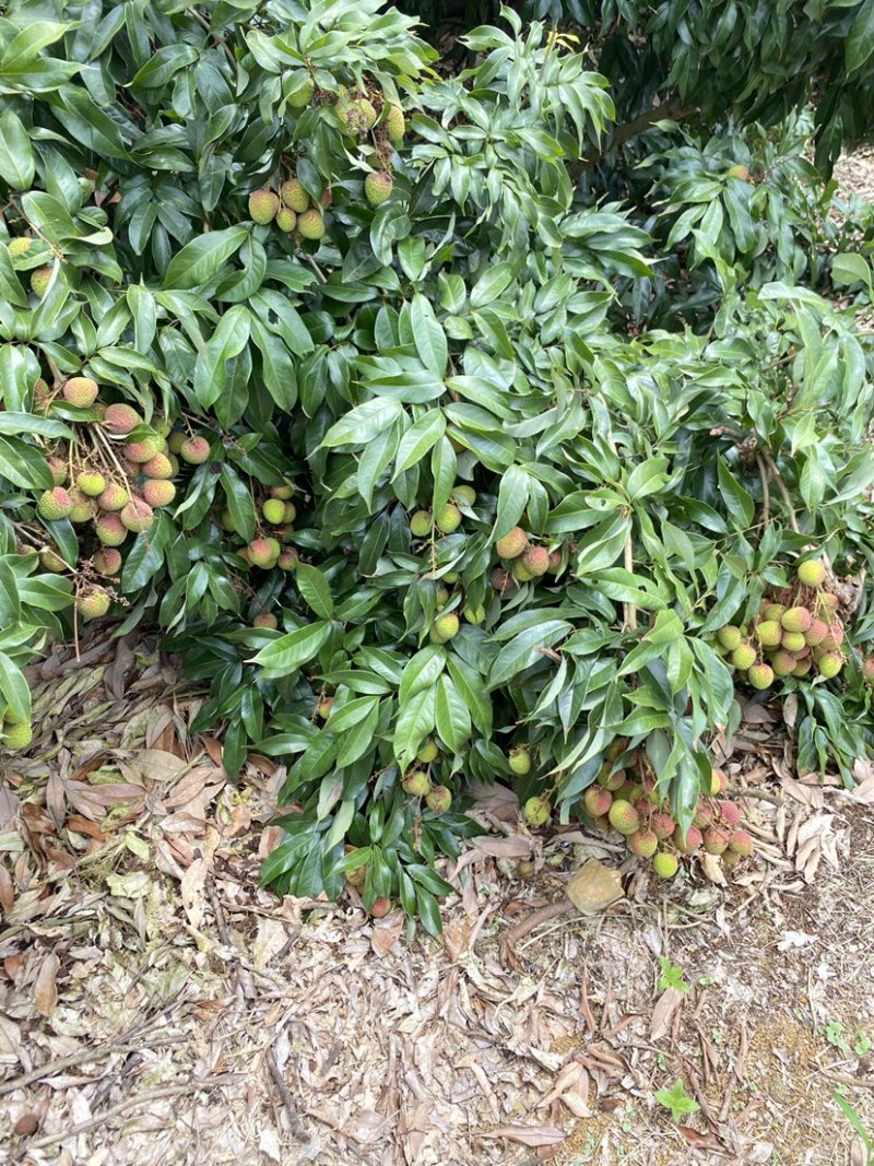 串果红润饱满，包园价5.5需要的老板直接联系本人产地下订