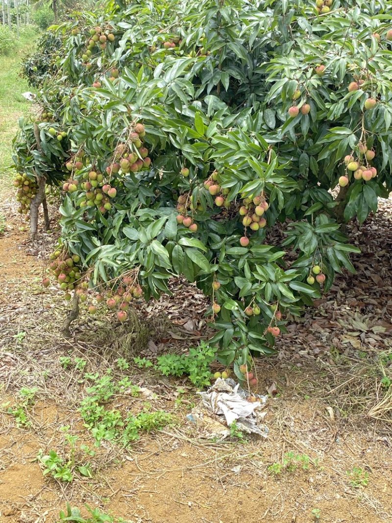 串果红润饱满，包园价5.5需要的老板直接联系本人产地下订