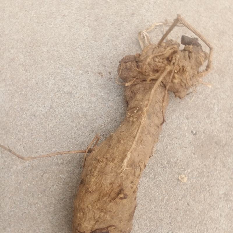 野生葛根葛根片