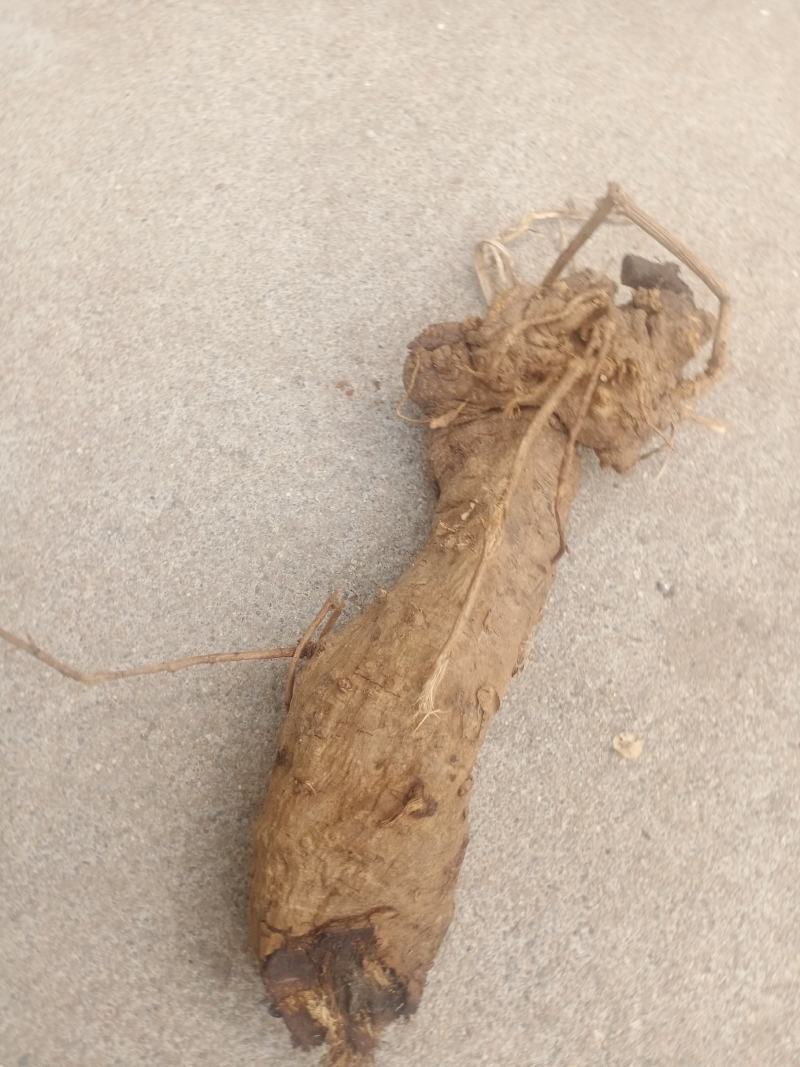 野生葛根葛根片