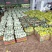 河北沧州青县精品博阳系列甜瓜产地代办,面向全国接单。