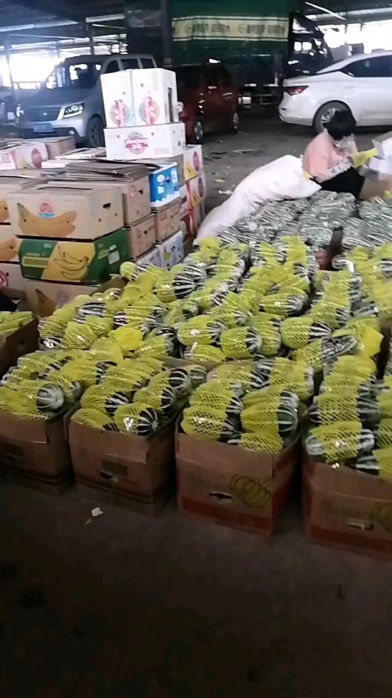 河北沧州青县精品博阳系列甜瓜产地代办，面向全国接单。