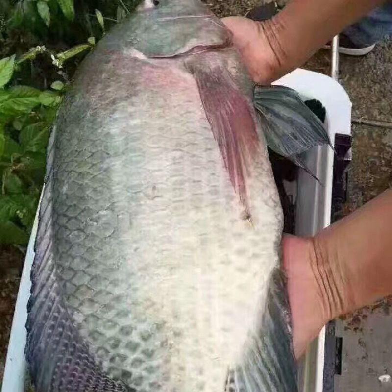 广西脆肉罗非鱼苗海南一号罗非鱼快大单性罗非鱼苗今年头苗