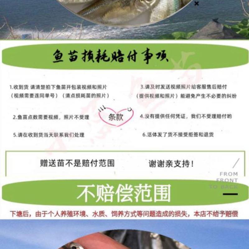 广西脆肉罗非鱼苗海南一号罗非鱼快大单性罗非鱼苗今年头苗