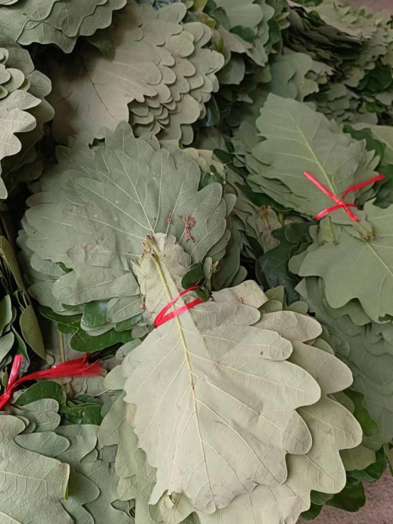 胡叶，粽叶，槲叶，槲树叶，粽子叶，野生胡叶