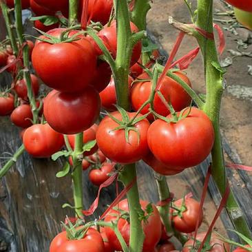 大粉番茄苗耀粉518西红柿苗—越夏耐热大果，口感好。