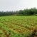 【推荐】广西金槐苗产地供应规格齐全售后无忧包成活