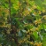 桂花树苗规格齐全现挖现发苗圃直供桂花迷苗
