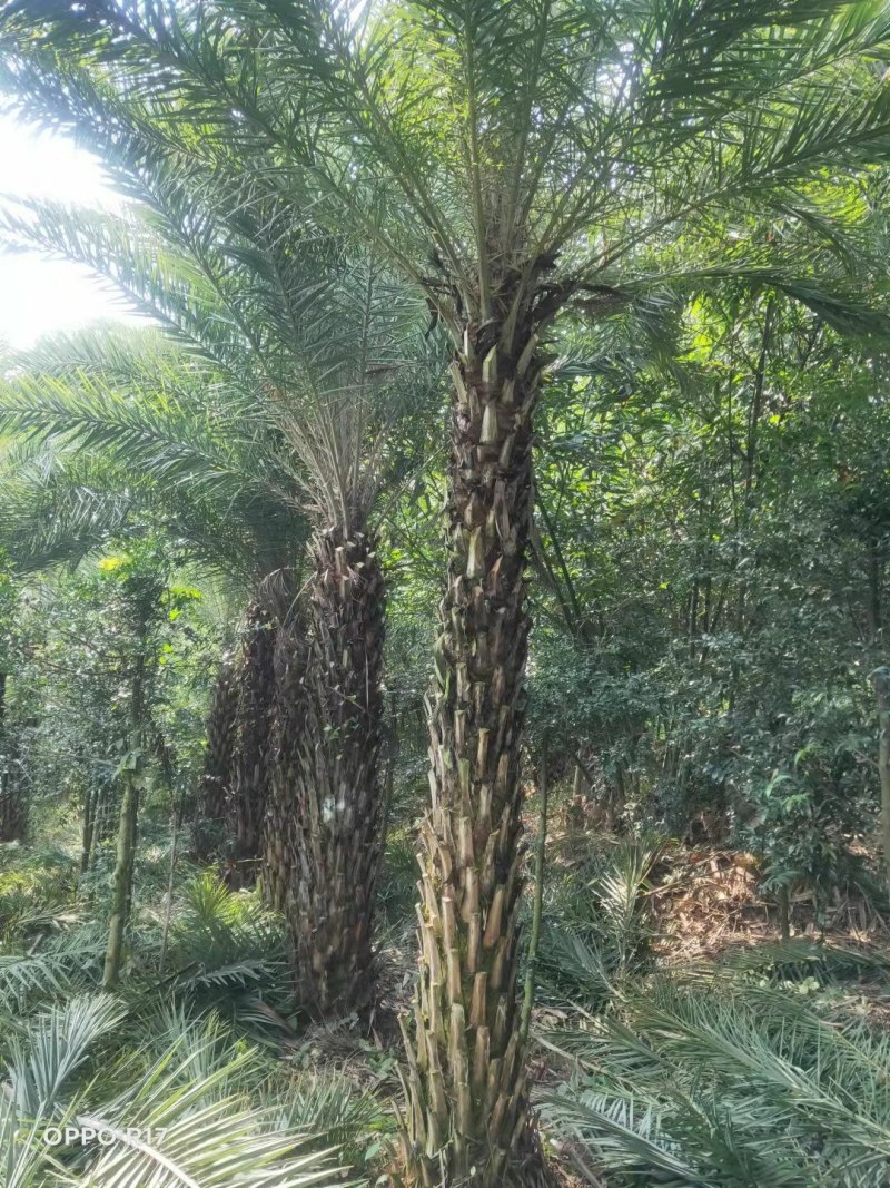 银海枣【中东海枣】漳州棕榈科海枣树种植基地农户一手货源