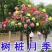 多色嫁接树桩棒棒糖月季大花花卉盆栽老桩玫瑰四季开花欧月