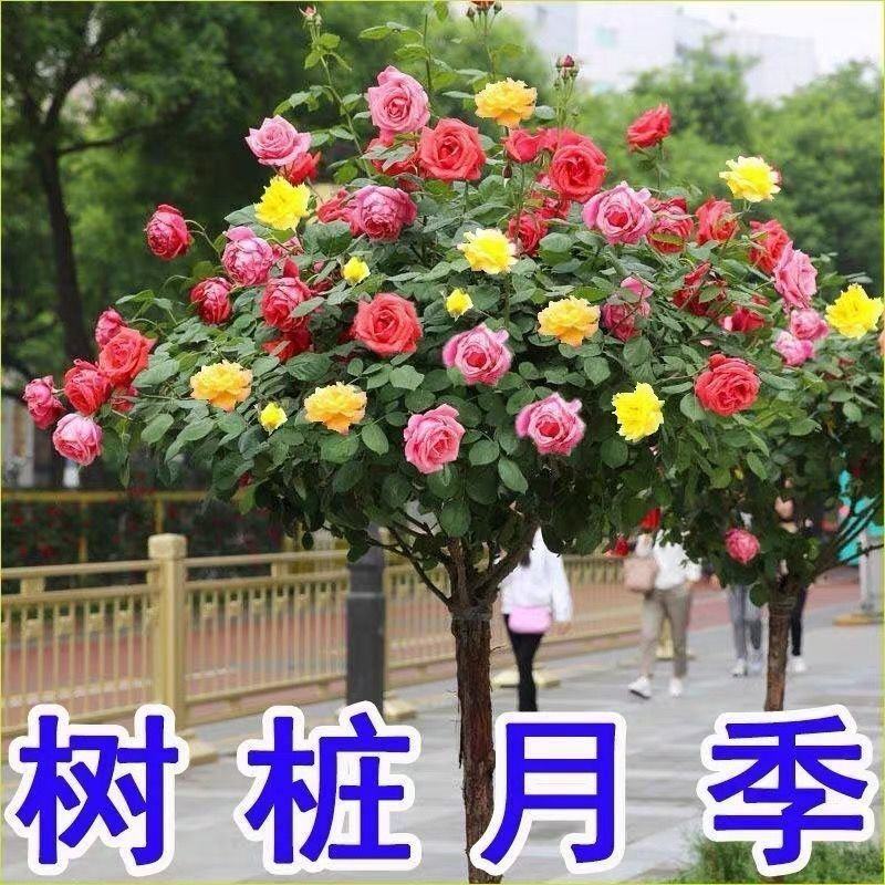 多色嫁接树桩棒棒糖月季大花花卉盆栽老桩玫瑰四季开花欧月
