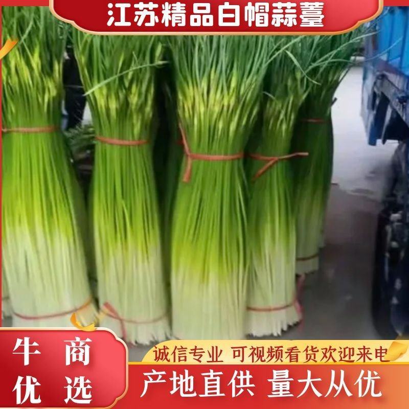 【推荐】精品白帽蒜薹55-60cm产地直供对接全国