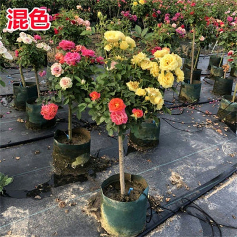 多色嫁接树桩棒棒糖月季大花花卉盆栽老桩玫瑰四季开花欧月