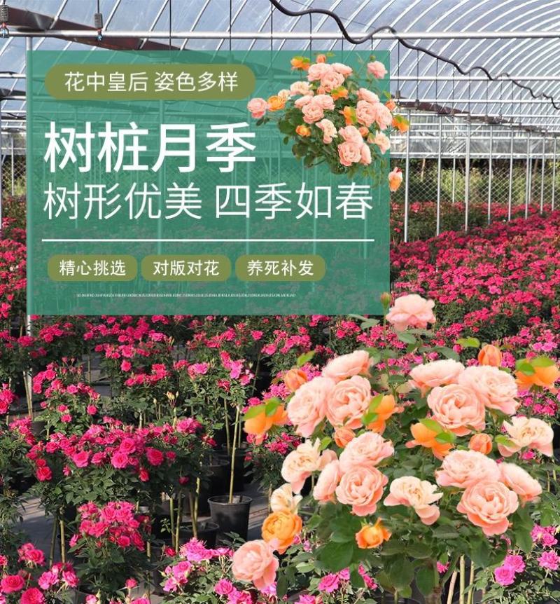 多色嫁接树桩棒棒糖月季大花花卉盆栽老桩玫瑰四季开花欧月