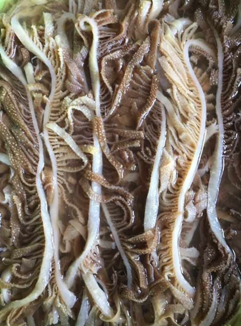 新鲜黑千层肚毛肚5斤一袋爽脆冷冻牛百叶重庆涮火锅串串食材