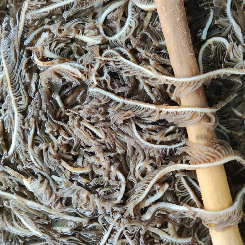 新鲜黑千层肚毛肚5斤一袋爽脆冷冻牛百叶重庆涮火锅串串食材