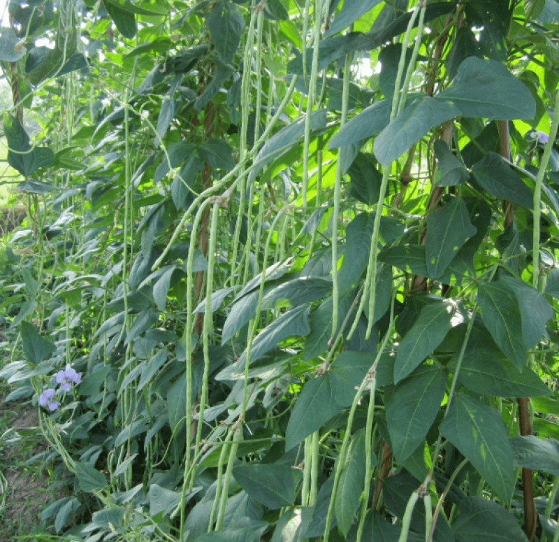 干豆角长豇豆角农家自制脱水蔬菜干货