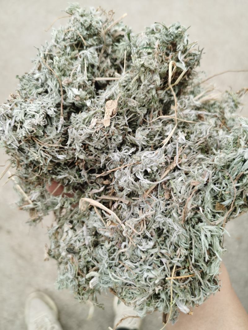 茵陈绵茵陈新货足干货颜色好，量大从优
