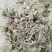 茵陈绵茵陈新货足干货颜色好，量大从优