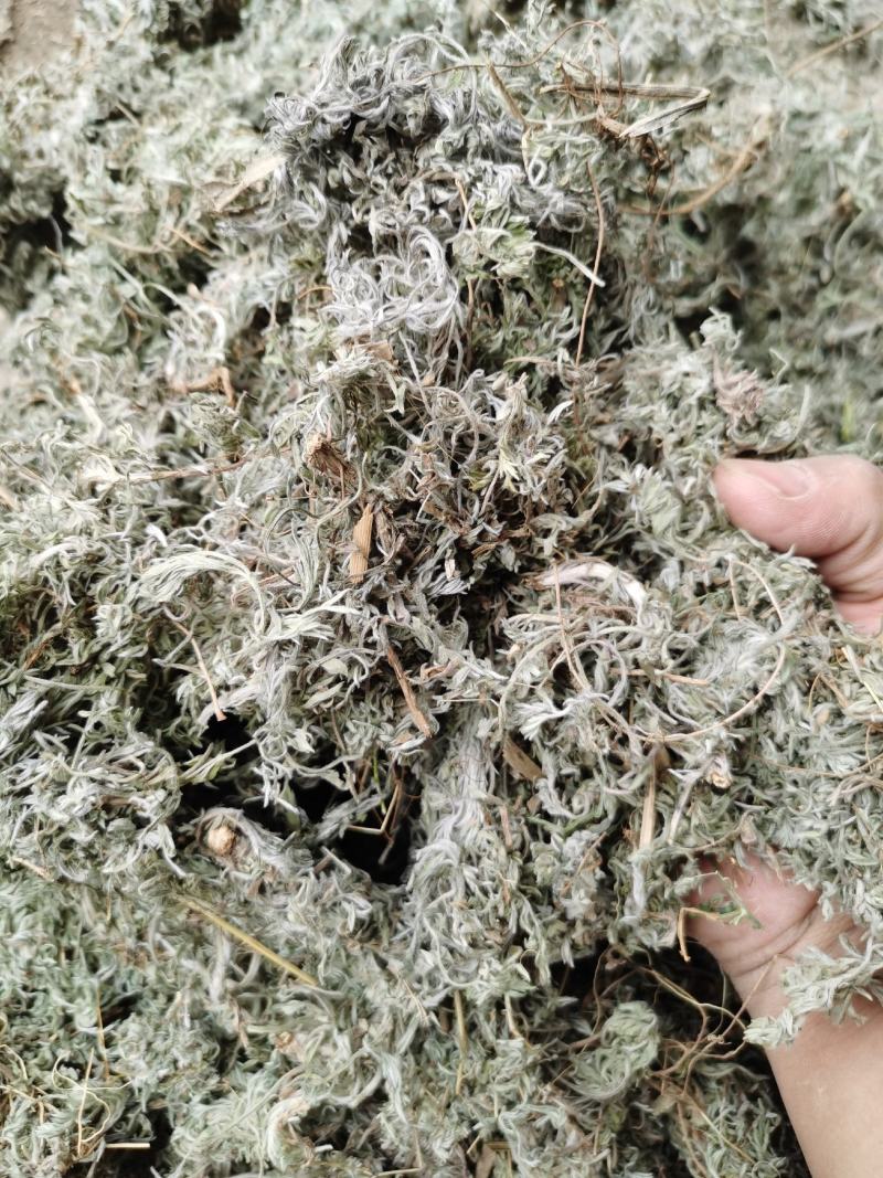 茵陈绵茵陈新货足干货颜色好，量大从优