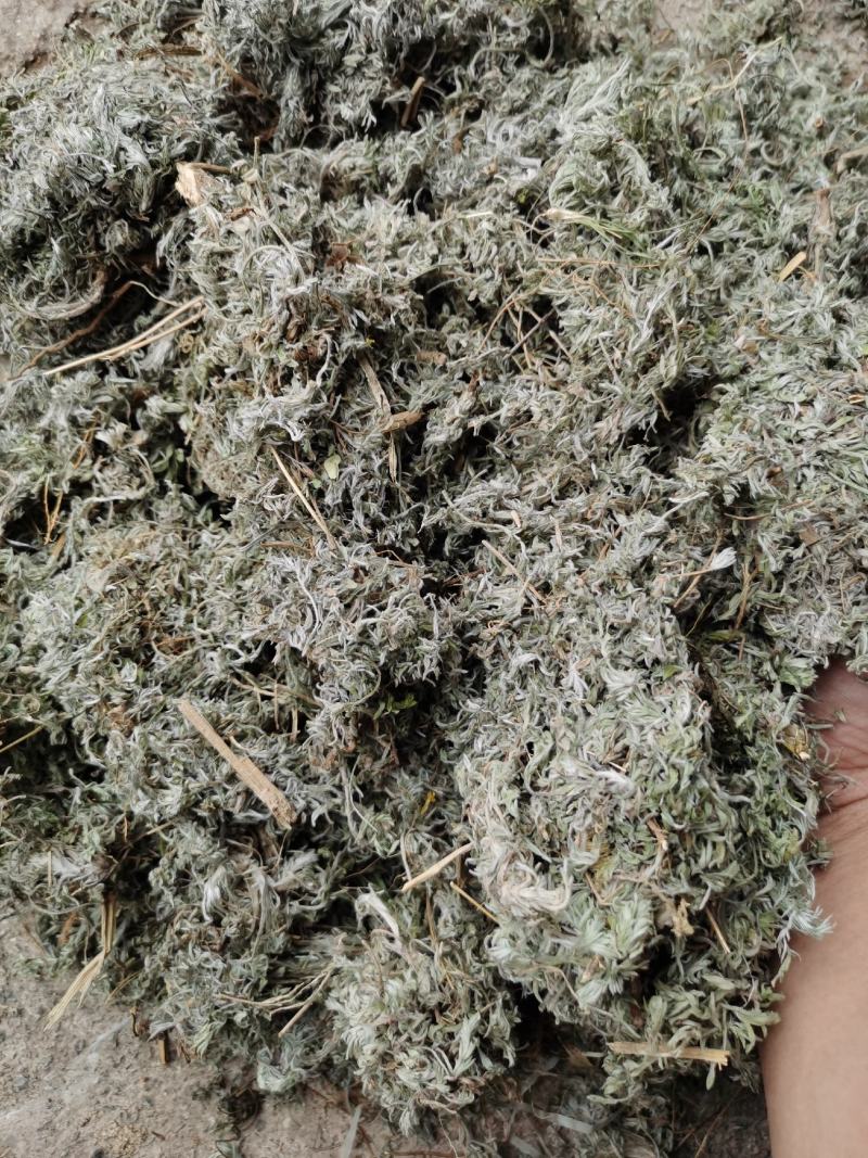 茵陈绵茵陈新货足干货颜色好，量大从优