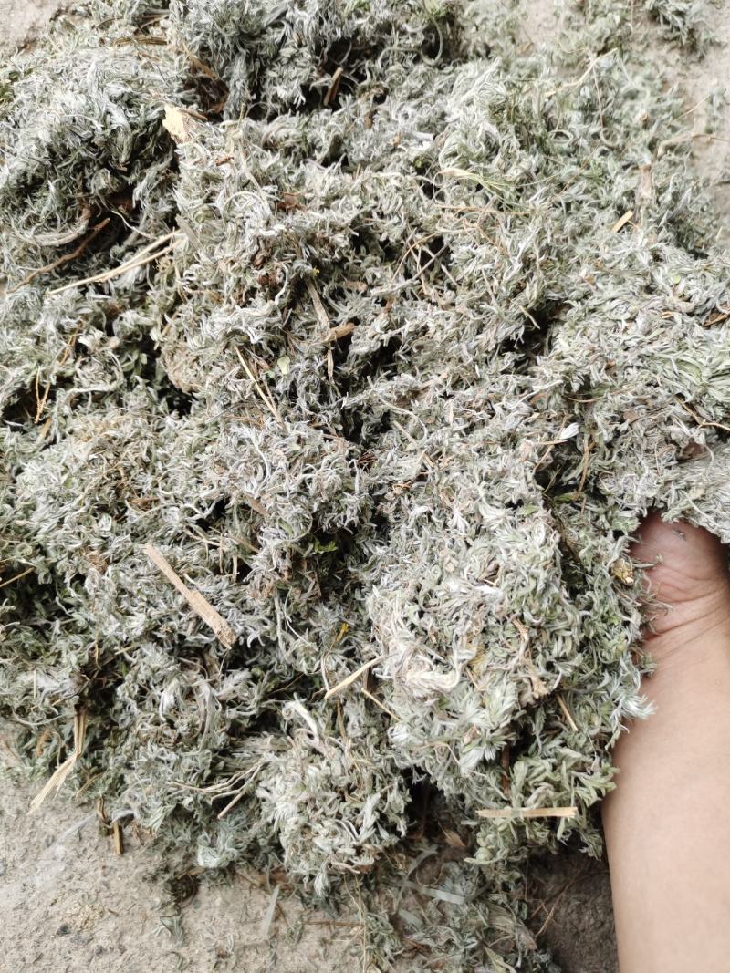 茵陈绵茵陈新货足干货颜色好，量大从优