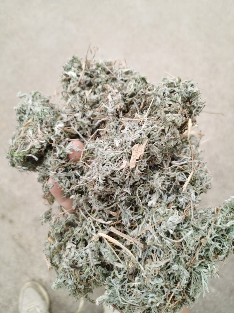茵陈绵茵陈新货足干货颜色好，量大从优
