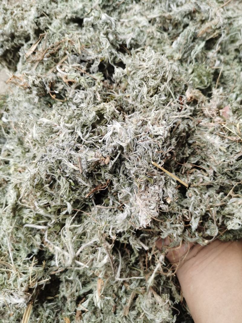 茵陈绵茵陈新货足干货颜色好，量大从优