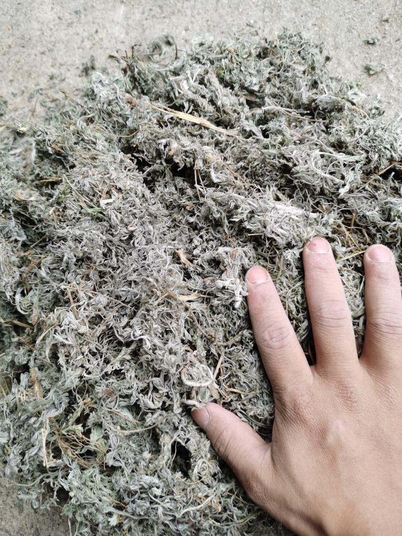 茵陈绵茵陈新货足干货颜色好，量大从优