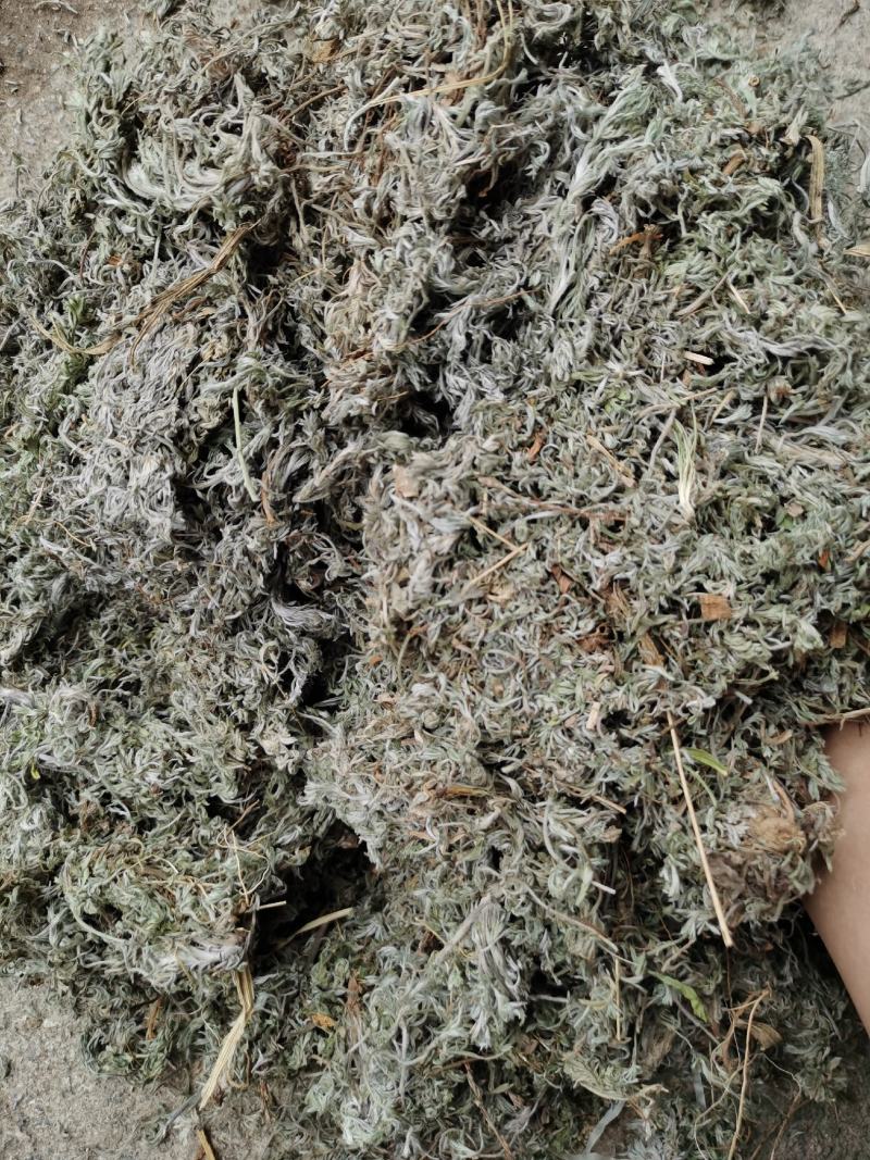 茵陈绵茵陈新货足干货颜色好，量大从优