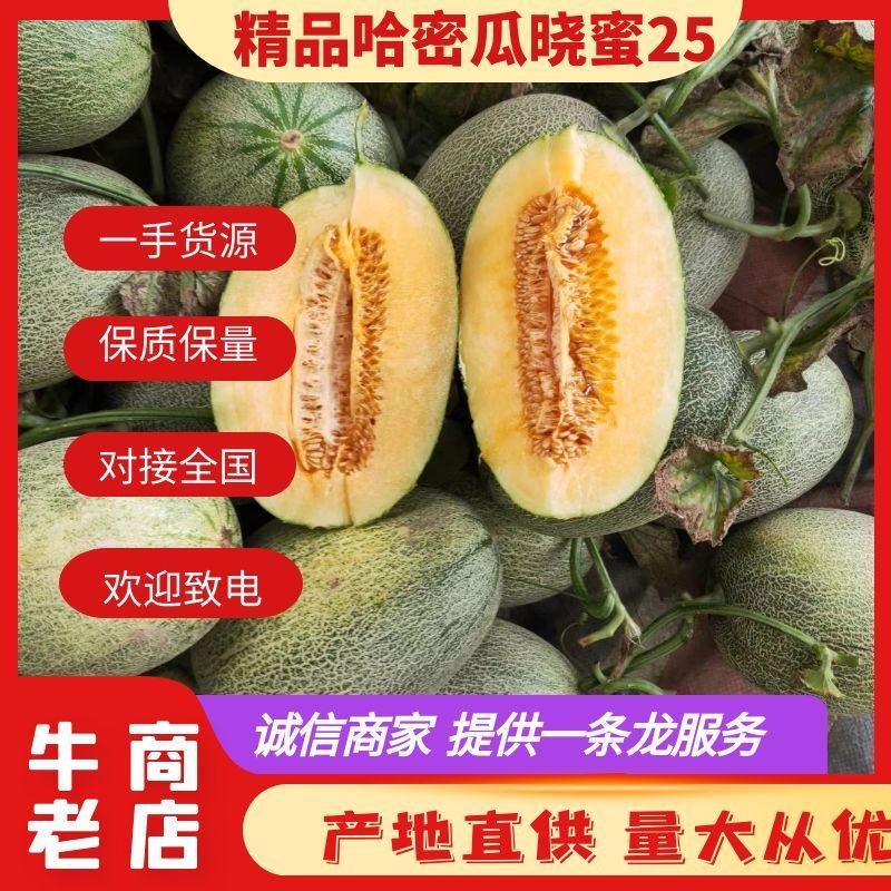 【热卖】哈密瓜晓蜜25，耐储存、耐运输，大量供应实惠