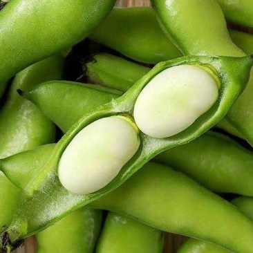 蚕豆。大豆有货。质量保证。价格便宜