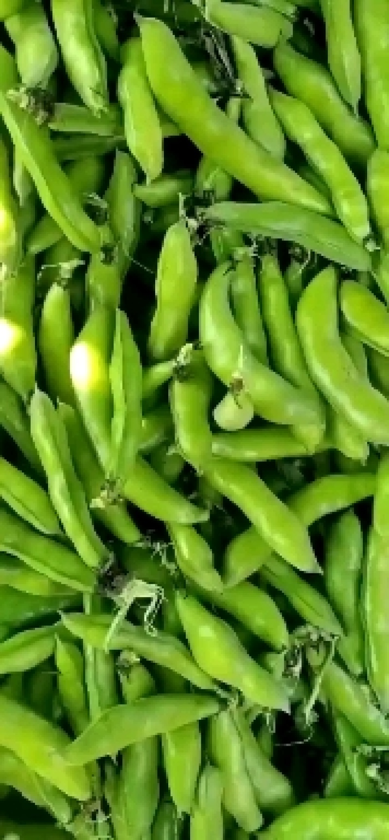蚕豆。大豆有货。质量保证。价格便宜
