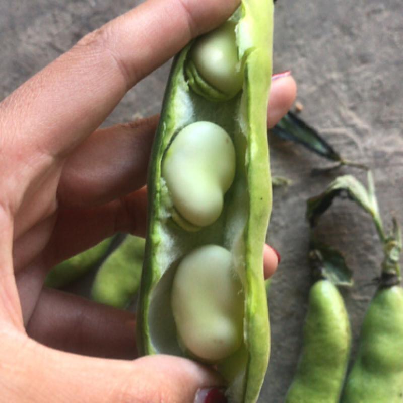 蚕豆。大豆有货。质量保证。价格便宜