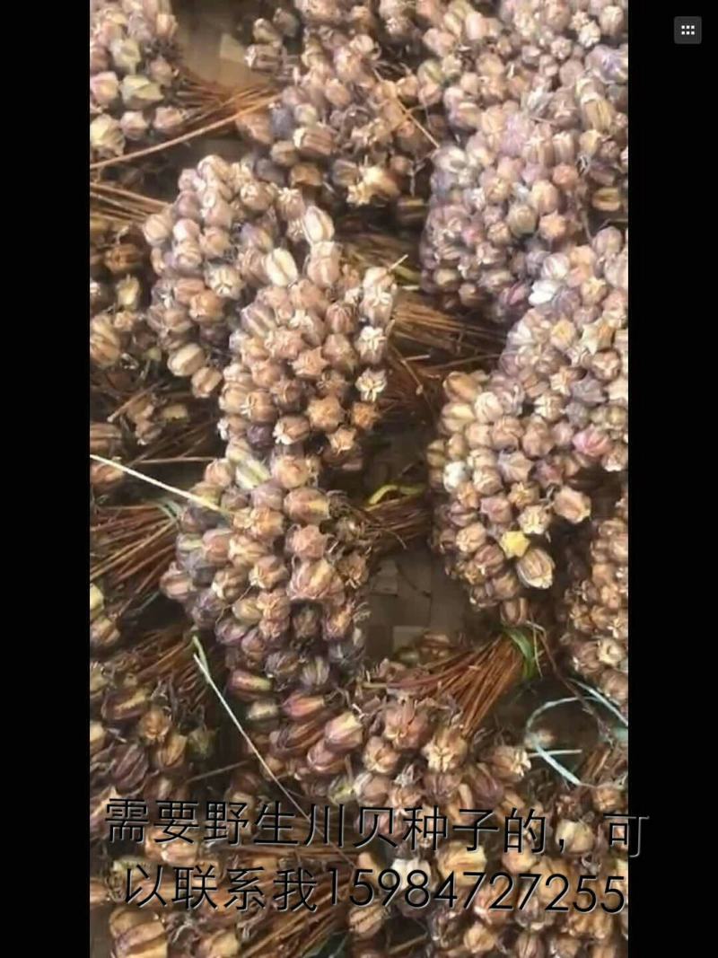川贝种子，天然种子在我这边购买种子可提供种植技术