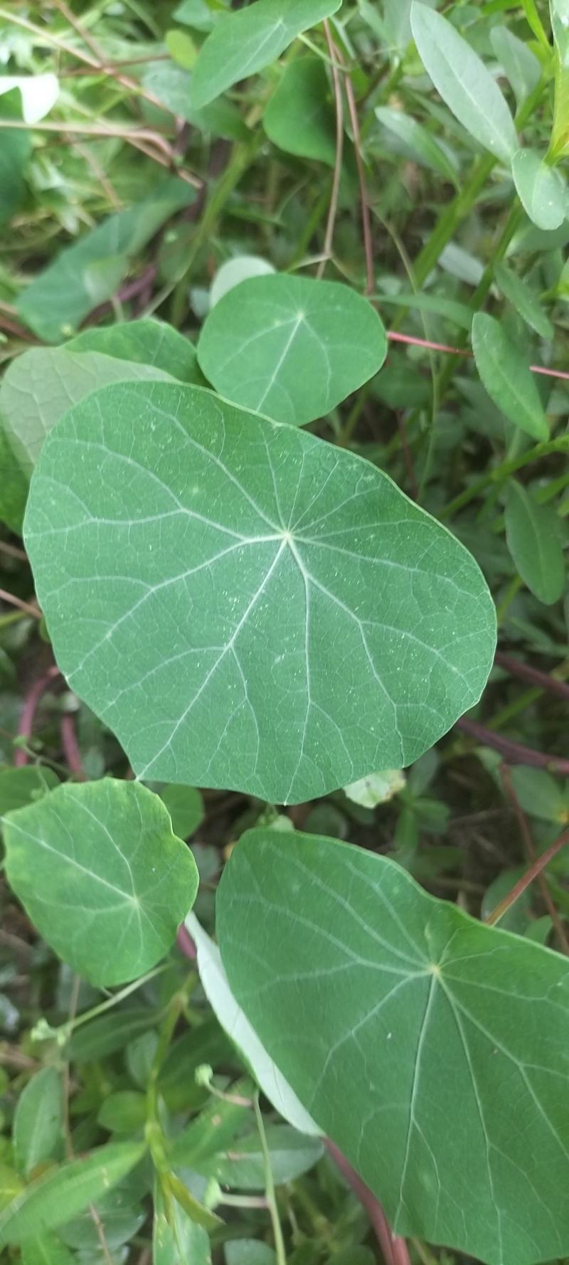 千金藤，全棵鲜货，一手货源，大量供应，欢迎光临各地老板合