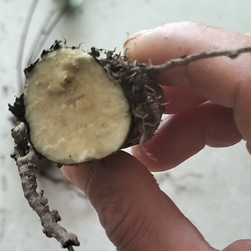 千金藤，全棵鲜货，一手货源，大量供应，欢迎光临各地老板合