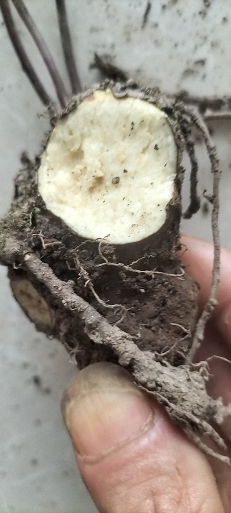 千金藤，全棵鲜货，一手货源，大量供应，欢迎光临各地老板合