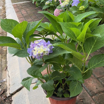 绣球花福建漳州精品绣球花苗圃种植基地长期供应大小规格