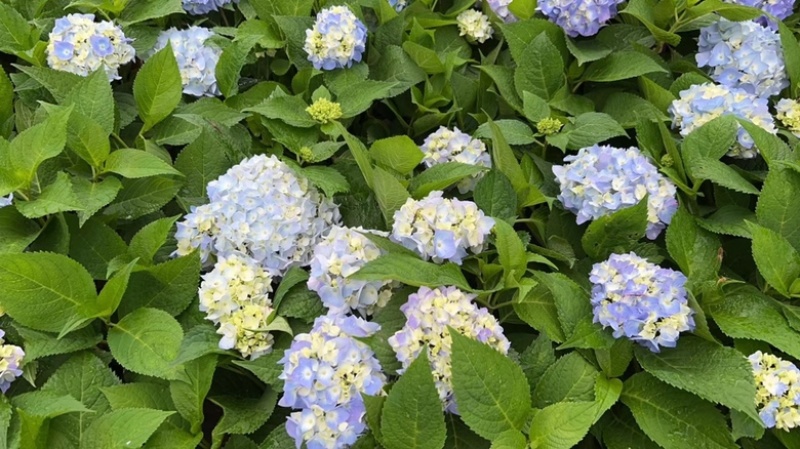 绣球花福建漳州精品绣球花苗圃种植基地长期供应大小规格
