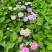 绣球花福建漳州精品绣球花苗圃种植基地长期供应大小规格