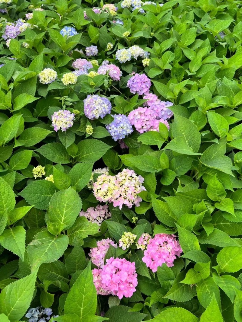 绣球花福建漳州精品绣球花苗圃种植基地长期供应大小规格