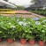 绣球花福建漳州精品绣球花苗圃种植基地长期供应大小规格